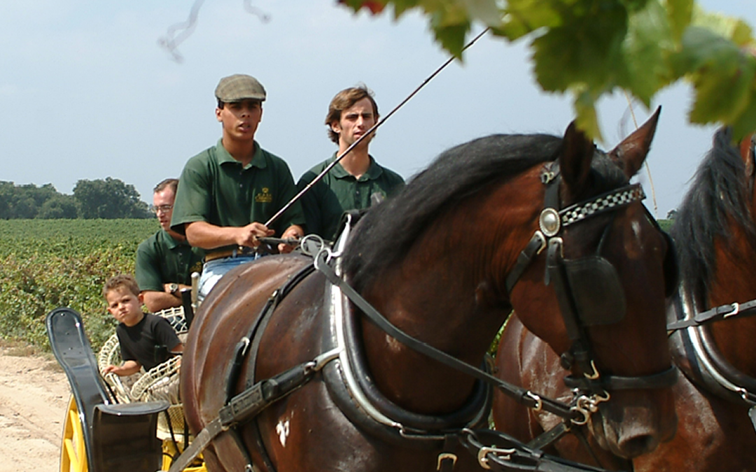 Vindimas – Modernidade na tradição