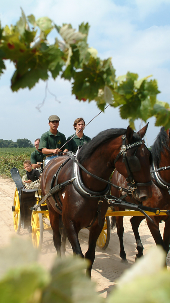 vindimas no Ribatejo